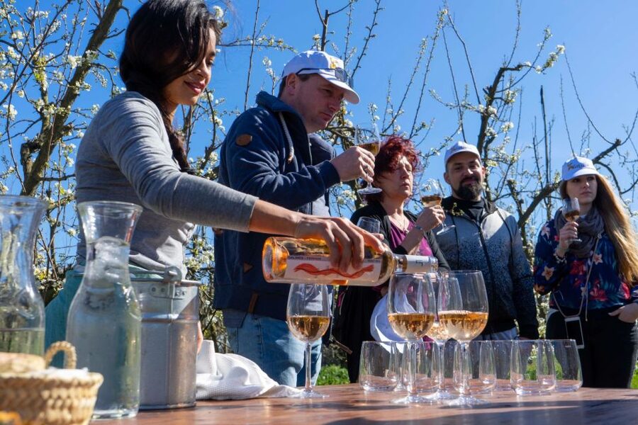 Mallorcas Emblematic Wineries Small Group Tour, two wineries - Logistics that matter: timing, van comfort, and what to pack