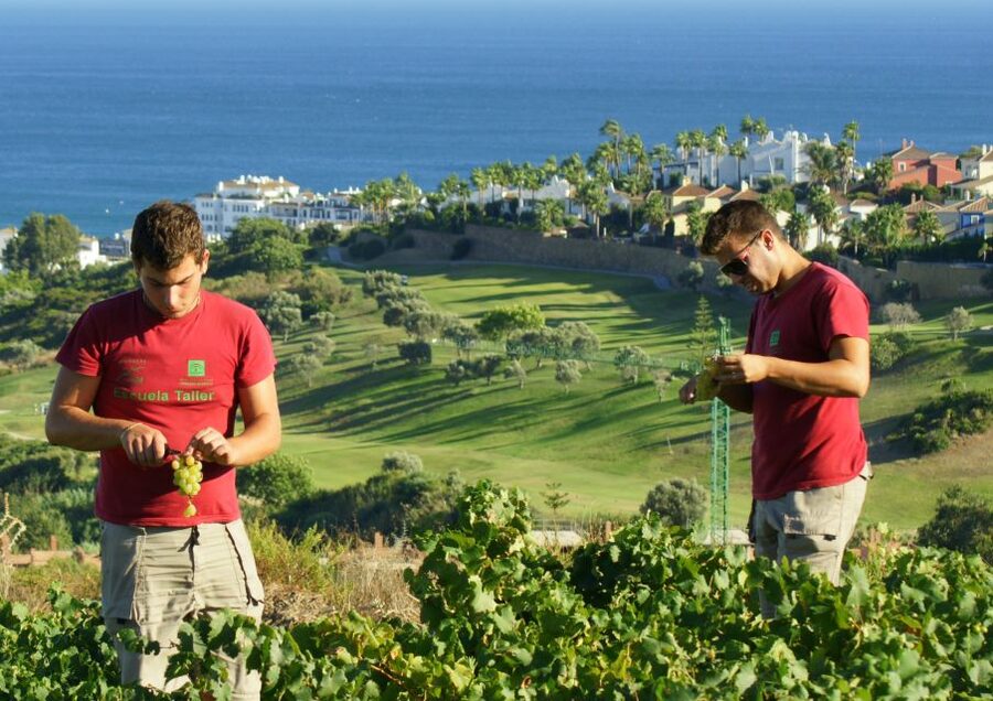 Manilva: Nilva Vineyard, Wine Tasting & Tapas Guided Tour - Why Manilva’s Moscatel Vineyards Are Part of the Experience
