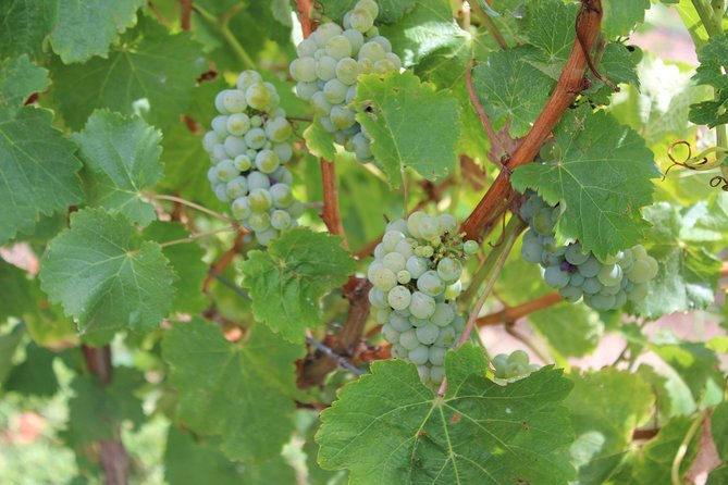 Margaret River Small-Group Full-Day Wine & Food Tour - Guides and comfort: how Clarice, Steve, and Corrie shape the day