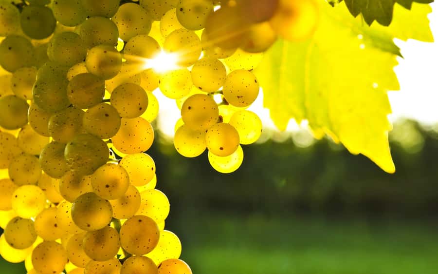 Marlborough Full Day Wine Tour - Cellar door tastings: Sauvignon Blanc, Pinot Noir, and Aromatics