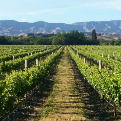 Marlborough Full Day Wine Tour - From Blenheim (or Picton) to the Wairau Valley in a luxury minibus