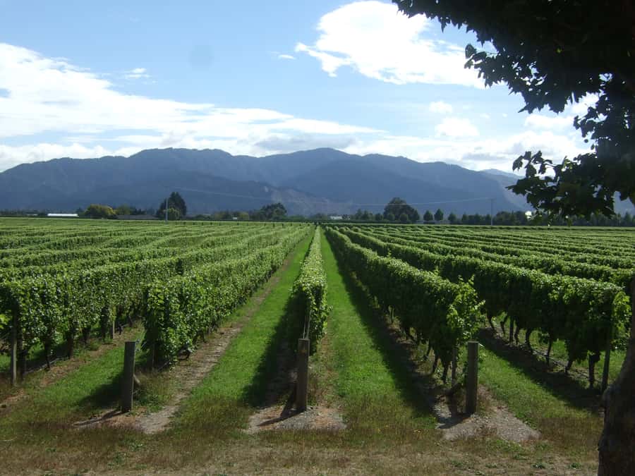 Marlborough Half-Day Wine Tour from Blenheim - The Vineyard Walk: The Part That Makes the Wine Taste Make More Sense