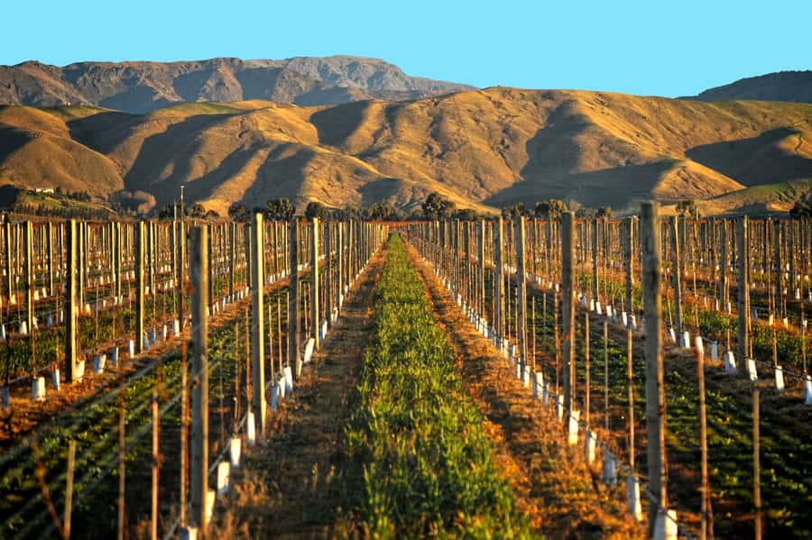 Marlborough Half Day Wine Tour From Picton 1pm - The Bonus Stops That Can Make or Break the Feel