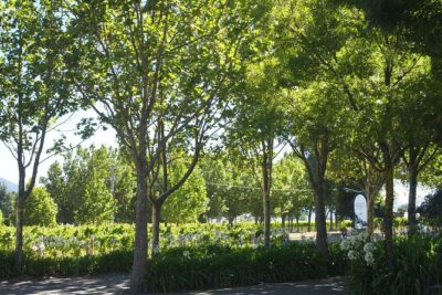 Marlborough Wine Region Tour from the Port of Picton - What Marlborough tastings teach you (even if you don’t chase “wine knowledge”)