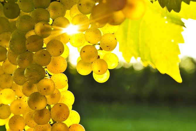 Marlborough Wine Tour - Afternoon of Cuisine & Wine 4hrs - The hosts make the difference: local stories you can carry home