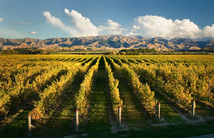 Marlborough: Wineries Visit and Tasting Session - Quick Highlights You’ll Actually Care About