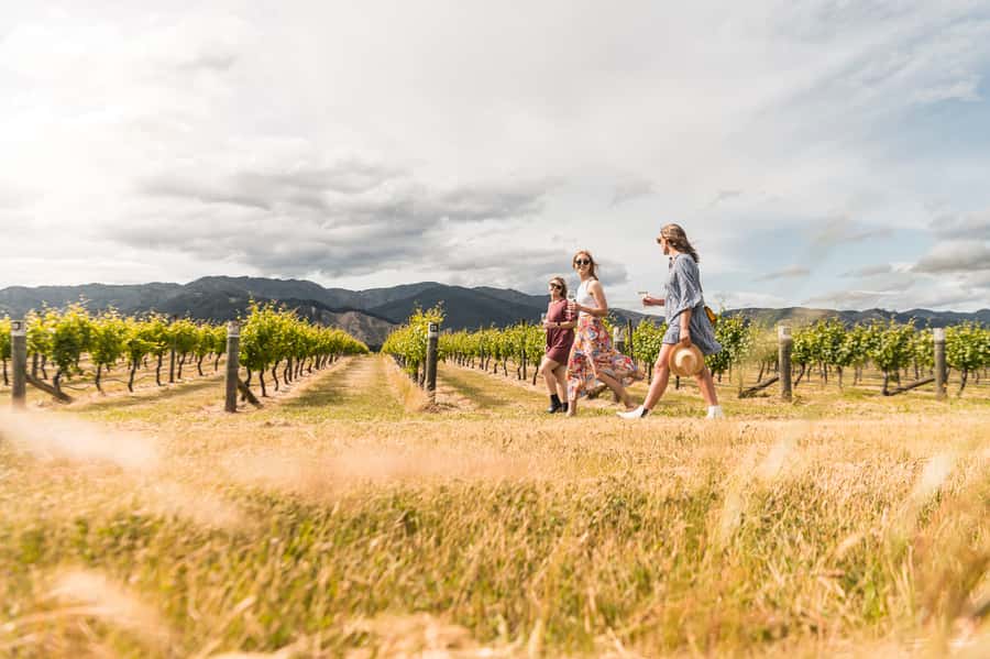 Marlborough: Wineries Visit and Tasting Session - A Four-Hour Marlborough Tasting Sprint from Blenheim