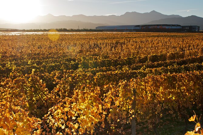 Marlborough Winery Tour - A Day of Cuisine & Wine 6hrs - What Happens at Each Stage of the Day