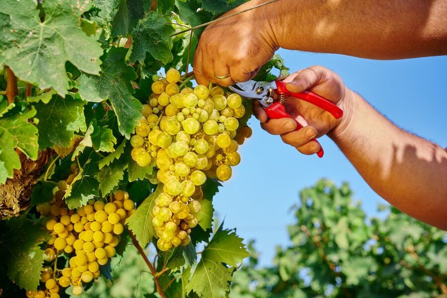 Marsala: Florio Winery Tour with Local Wine Tasting - Pairing wine with local bites: a small detail that matters