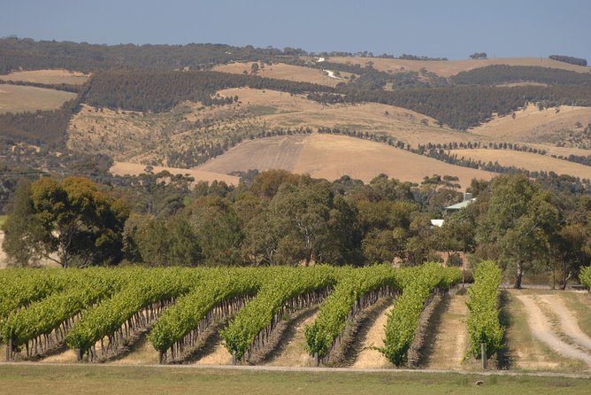 McLaren Vale and Glenelg Wine Tasting and Sightseeing (Half-day Afternoon) - Price and value: what $63.83 buys you (and what it doesn’t)