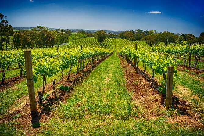 McLaren Vale Winery Small Group Tour with Wine Tasting and Lunch - What McLaren Vale is really about: the grapes you’ll recognize