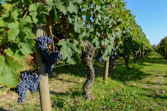 Medoc Region Wine Day Trip with Vineyard Visits & Tastings from Bordeaux - Transport, timing, and the car-time reality