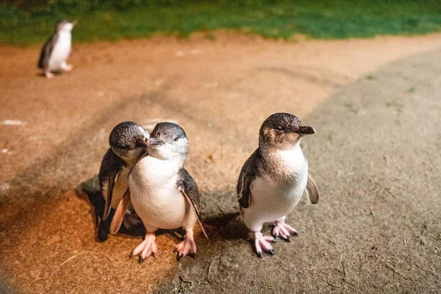 Melbourne: Boutique Phillip Island Wine, Dine & Penguin Tour - The highlights you will feel in one day