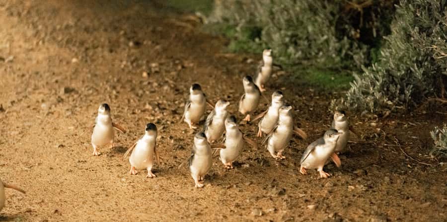 Melbourne: Boutique Phillip Island Wine, Dine & Penguin Tour - Comfort, small group size, and the real value of the $162 price