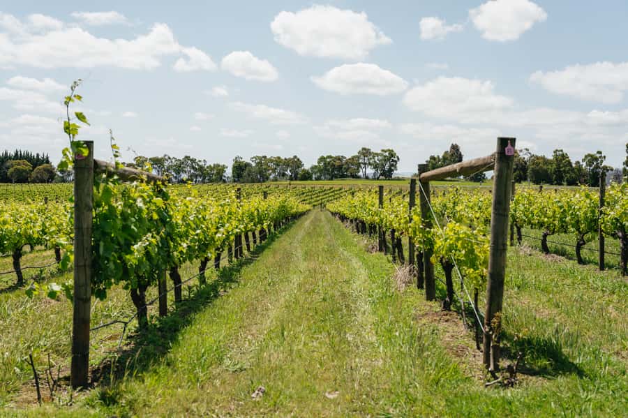 Melbourne: Full-Day Yarra Valley Wine Experience with Lunch - From Immigration Museum to the vines: how the day actually flows