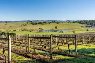 Melbourne: Yarra Valley Wine, Cider, Gin, Beer, & Choc Tour - Choosing the Day: How the Guide Tailors Wine, Gin, Beer, Cider, and Chocolate