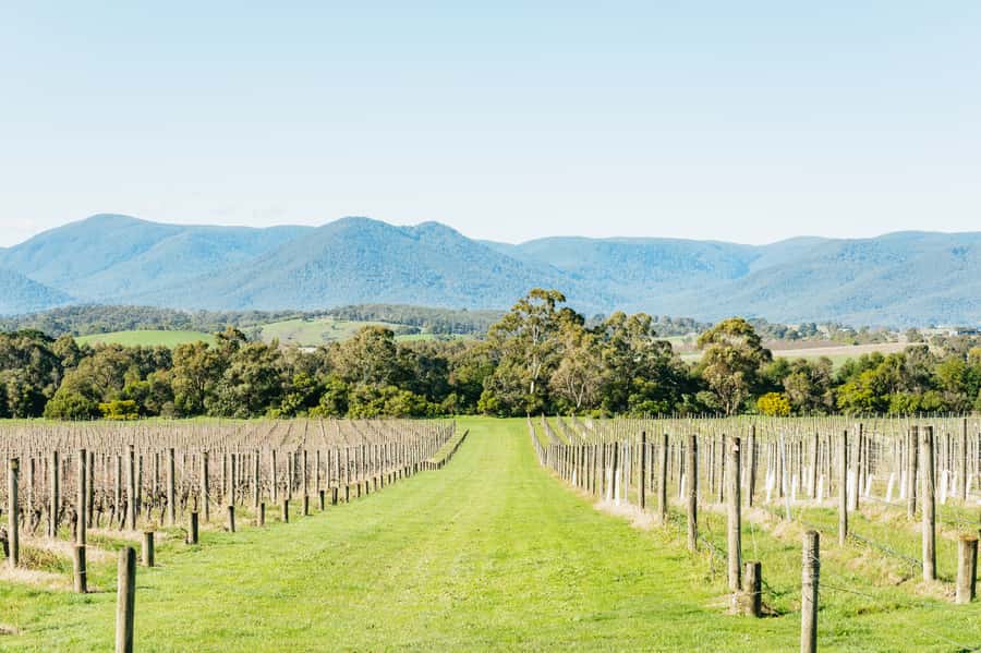 Melbourne: Yarra Valley Wine, Cider, Gin, Beer, & Choc Tour - Yarra Valley Chocolaterie: The 12-Chocolate Moment