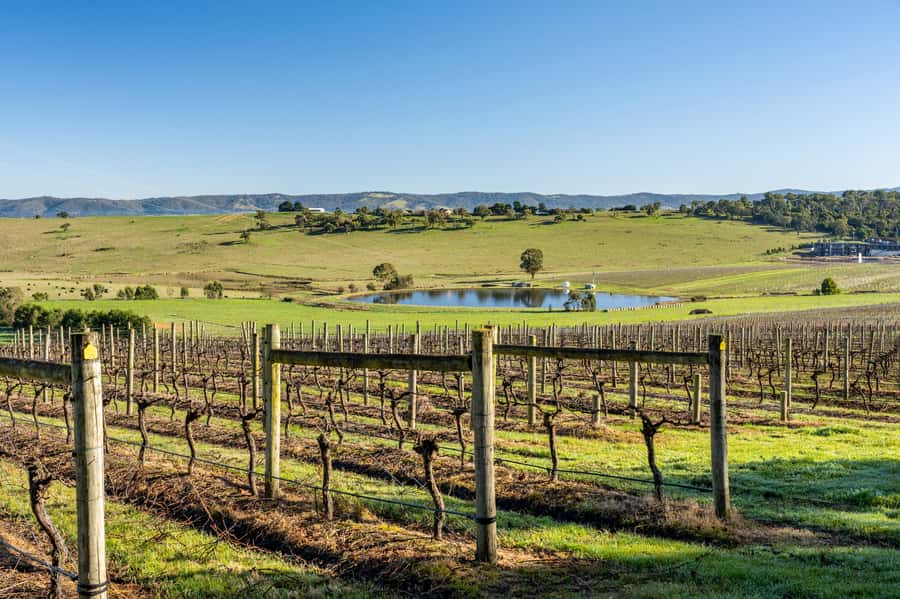 Melbourne: Yarra Valley Wine, Cider, Gin, Beer, & Choc Tour - Choosing the Day: How the Guide Tailors Wine, Gin, Beer, Cider, and Chocolate
