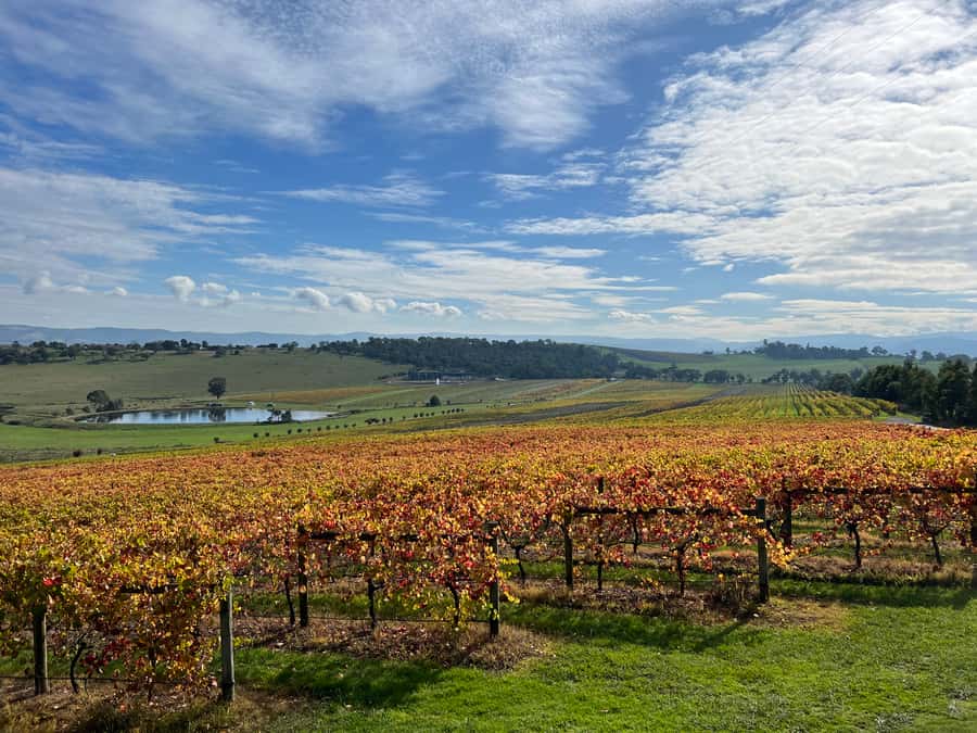 Melbourne: Yarra Valley Wine Tour + Lunch & Gin/Beer Option - The Value Math Behind the $137 Price