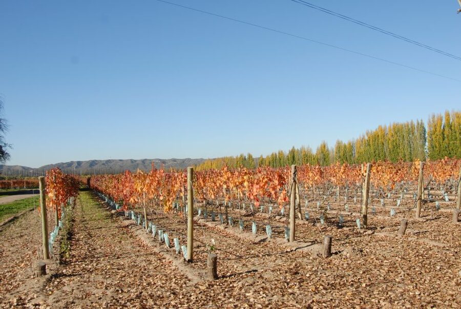 Mendoza: Full Day Wine Tour with 3 Course Lunch - What the “Terroir and Irrigation” Lesson Adds to Your Day