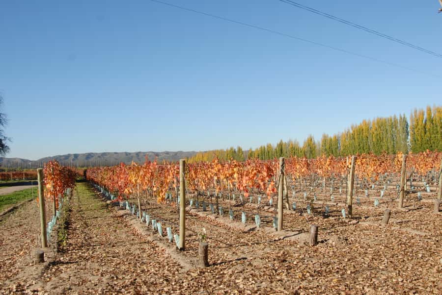 Mendoza: Full Day Wine Tour with 3 Course Lunch - Picking the Right Mendoza Region: Luján de Cuyo vs Maipú vs Valle de Uco