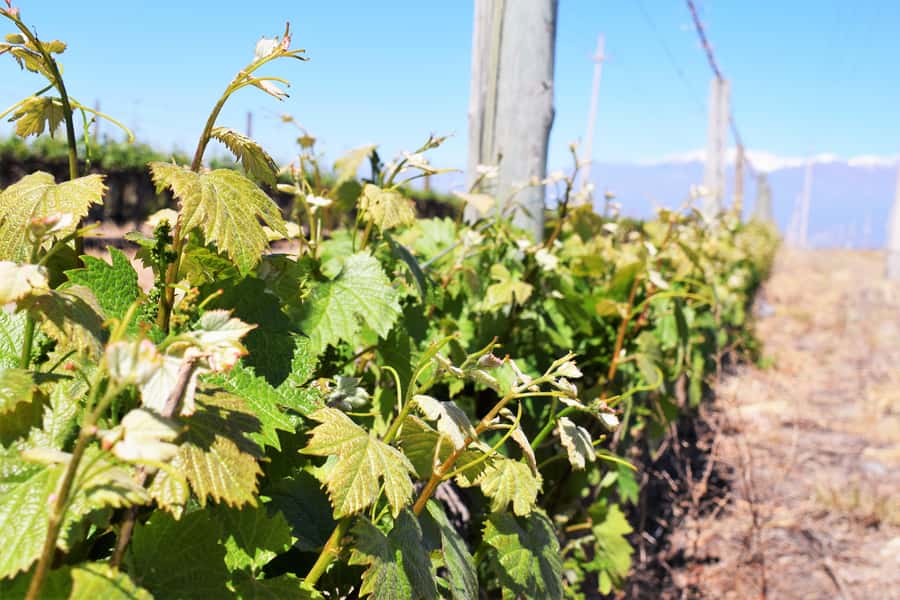 Mendoza: Half-Day Wine Tour with Tastings - Price and Logistics: The Value of a Short, Structured Day