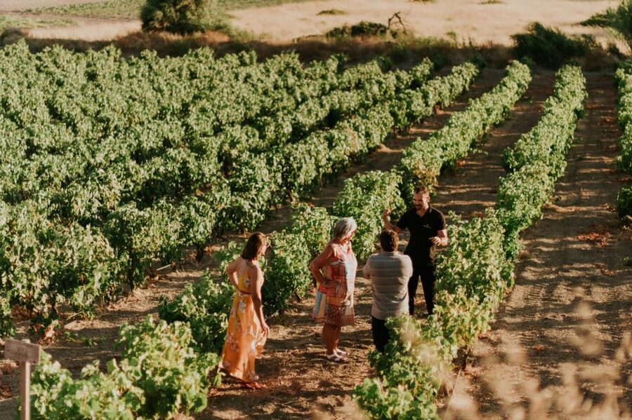 Milos Island: Kostantakis Winery Wine Tasting Experience - Tasting Seven Wines Plus One Grape Distillation (With Local Bites)
