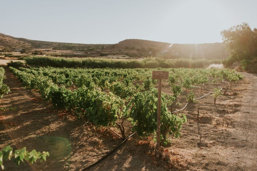 Milos Island: Kostantakis Winery Wine Tasting Experience - Who Should Book This Milos Winery Experience