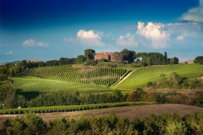 Montalcino: Brunello Wine Tasting Experience - The vineyard walk: where the sommelier sets the tone