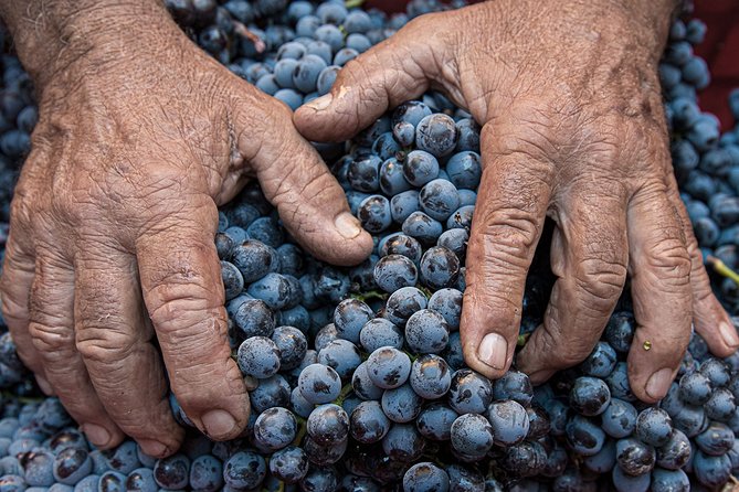 Montalcino: Brunello Wine Tasting Experience - Price and value: why $38 can feel fair