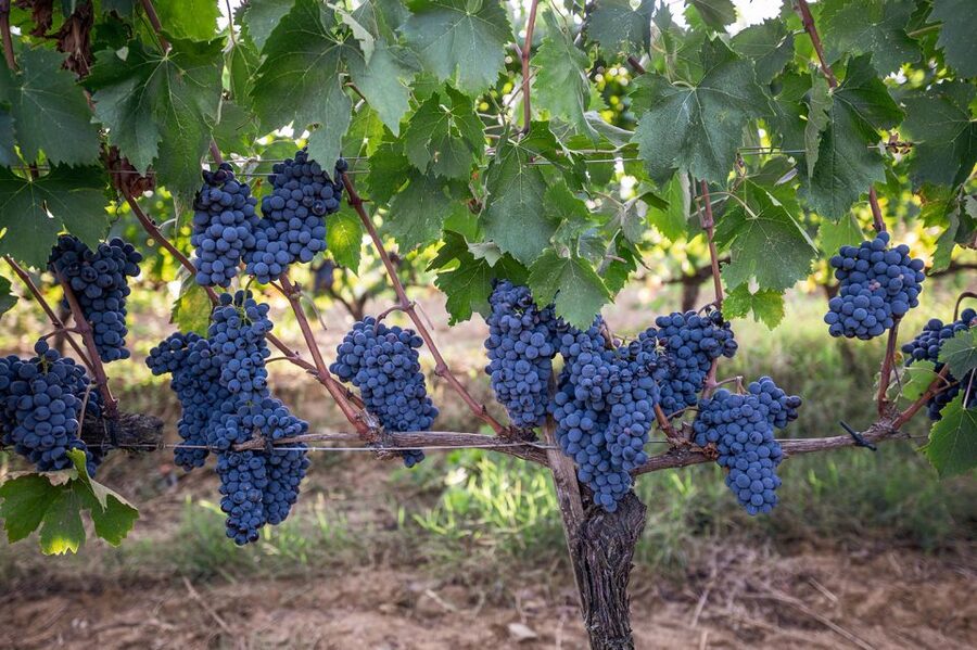 Montalcino: Private Cellar Tour, Wine Tasting & Appetizers - Paradiso di Cacuci and the calm side of Montalcino
