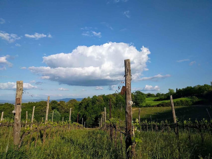 Montepulciano: Artisan Heroic Wine Tasting at the Terrace - How much wine and why it feels generous