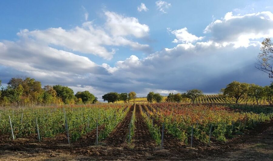 Montepulciano: Tuscan Winery Tour with Wine Tasting & Meal - Who this tour is best for (and when to skip it)