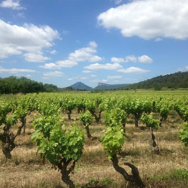 Montpellier: Pic Saint-Loup Wine Tour - Bertrand’s family house meal (+€30): the part that makes people remember the tour