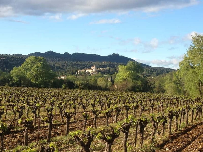 Montpellier: Pic Saint-Loup Wine Tour - How the wine explanations actually help you choose bottles later