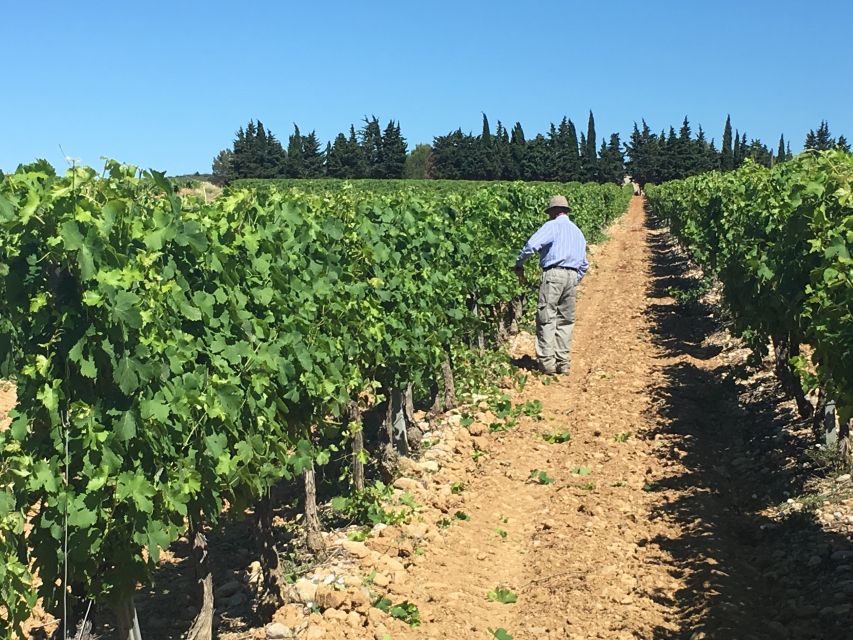Montpellier Wine and Oyster Tour - Key tour takeaways before you go