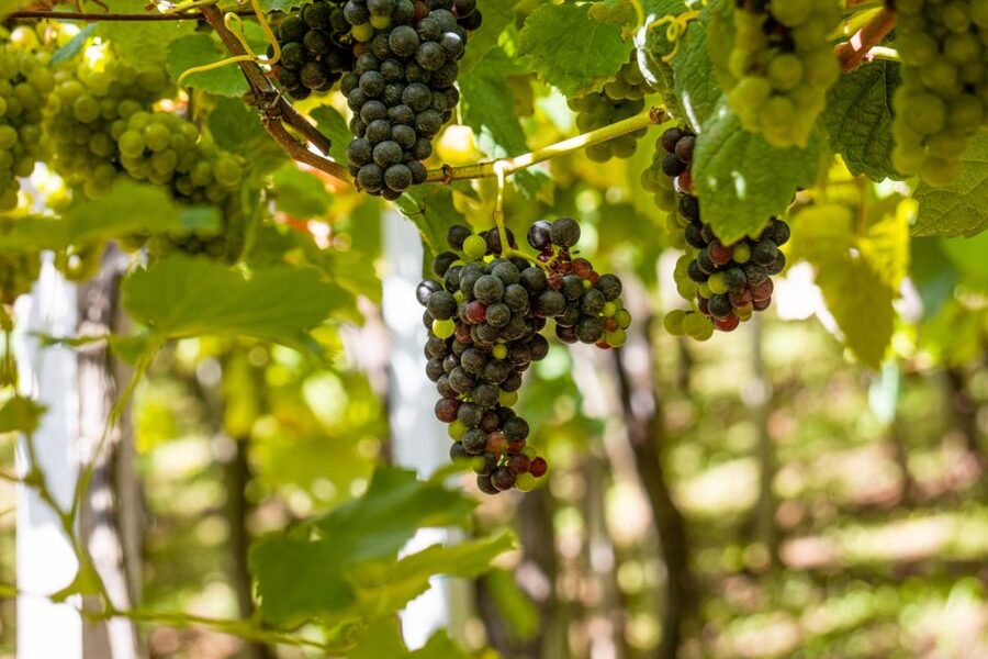 Montserrat & Cava Wineries Day Trip from Barcelona w/ Pickup - Pickup and the 10-hour pacing
