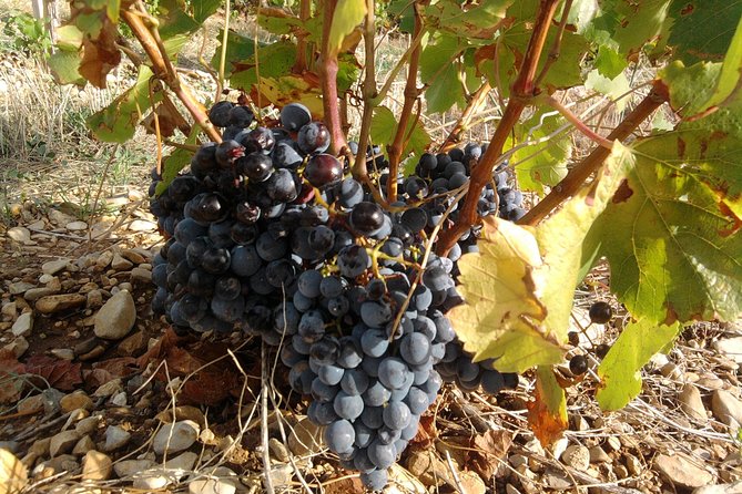 Morning Wine Tour to Chateauneuf du Pape from Avignon - Price and value: is $114.65 per person a fair deal?