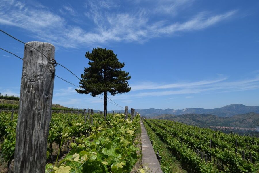 Mount Etna: Winery Tour and Tasting - Key Takeaways Before You Go