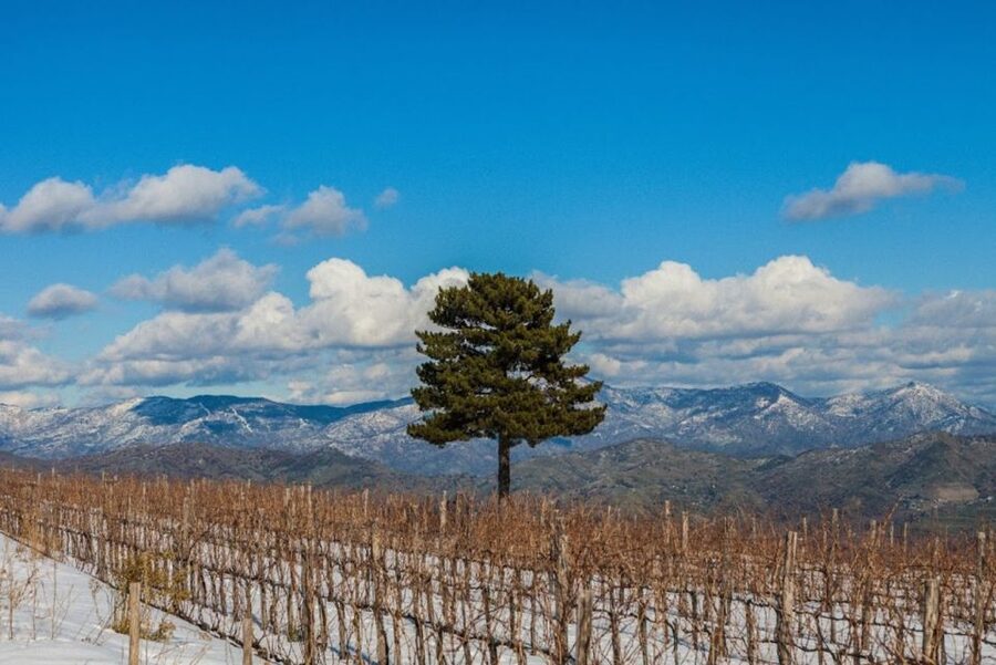 Mount Etna: Winery Tour and Tasting - The Real Star: Premium Tasting of 5 Gambino Wines