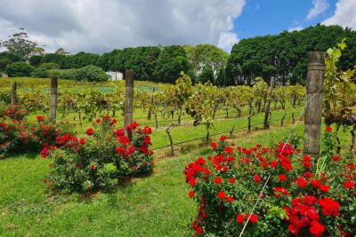 Mount Tamborine Wine Tasting Tour from Brisbane or the Gold Coast - Winery tastings across four venues: what you’ll taste and how it feels