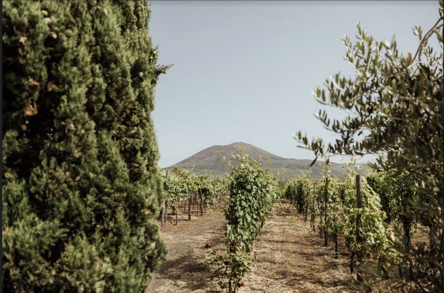 Mount Vesuvius: Vineyard Tour with Wine Tasting and Lunch - Getting to Cantina del Vesuvio Winery Russo Family (No Hotel Pickup)