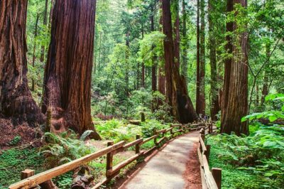 Muir Woods & Wine Tour: Redwoods & Tastings at 3 Wineries - Sonoma Plaza lunch hour: where your day smells like coffee, cheese, and vines