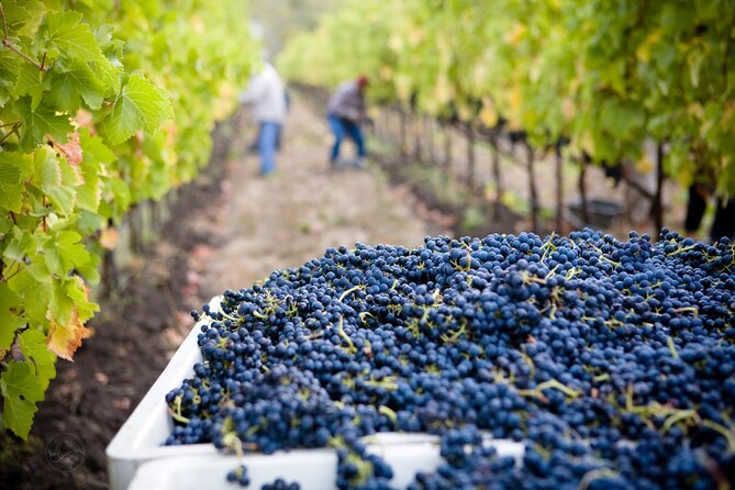 Muir Woods & Wine Tour: Redwoods & Tastings at 3 Wineries - So who should book this tour