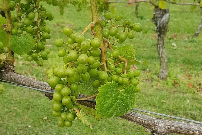 Muriwai Scenic Wine Tour from Auckland - Who this tour suits best (and who should pick something else)