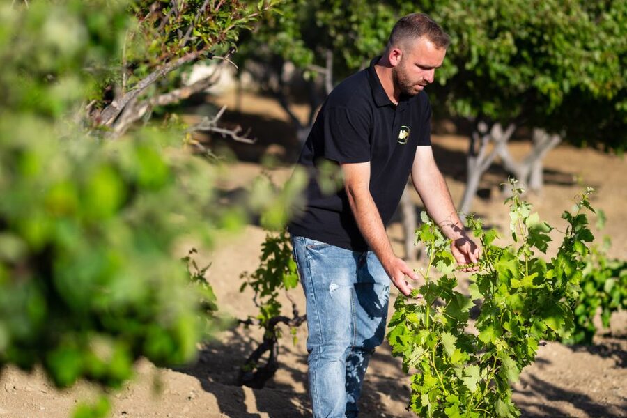 Mykonos: Winery Vineyard Experience with Food & Wine Tasting - The Tasting Table: Organic Wines Plus Mykonian Bites