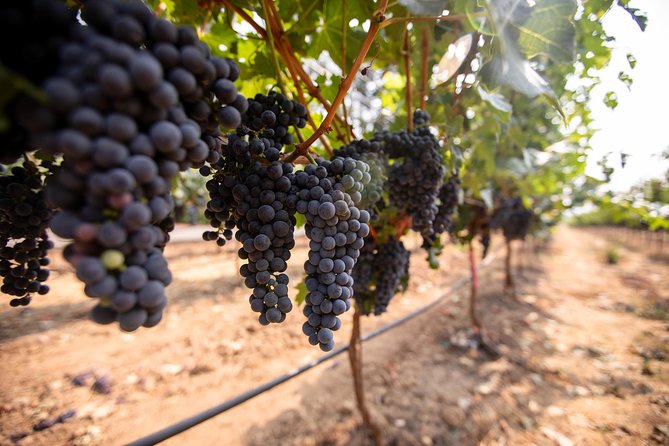 Napa and Sonoma Wine Country Full-Day Tour from San Francisco - Optional Exclusive Wine-and-Food Pairing at Castello di Amorosa