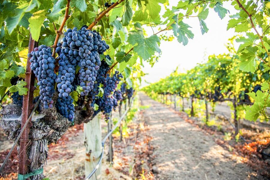 Napa Valley: Guided Wine Tour with Picnic Lunch - Who this tour suits best