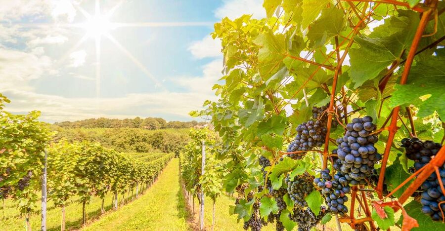 Napa Valley: Guided Wine Tour with Picnic Lunch - The value math: what $147 buys in Napa Valley