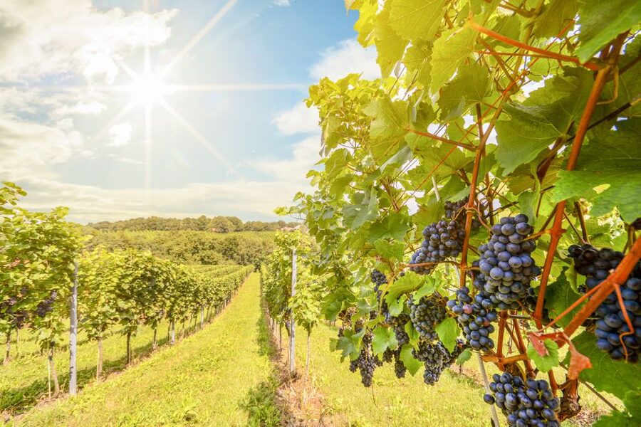 Napa Valley: Guided Wine Tour with Picnic Lunch - Pickup in Napa: make the start easy on yourself